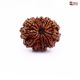 Natural Nepali 12 Mukhi Rudraksha