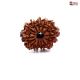 Natural Nepali 12 Mukhi Rudraksha