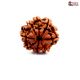 Eight mukhi rudraksha online