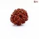 Eight Mukhi Rudraksha Online