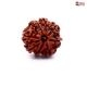 Eight Mukhi Rudraksha