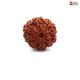 Eight Mukhi Rudraksha