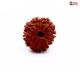Eight Mukhi Rudraksha