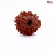 Eight Mukhi Rudraksha