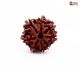 Eight Mukhi Rudraksha