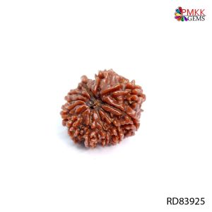 Natural Nepali 11 Mukhi Rudraksha