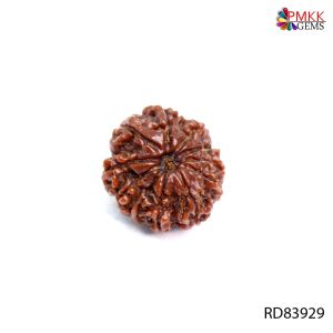 Natural Nepali 11 Mukhi Rudraksha