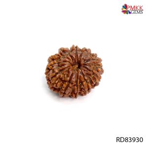 Natural Nepali 11 Mukhi Rudraksha