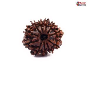 Natural Nepali 11 Mukhi Rudraksha