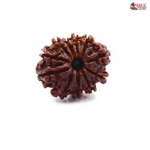 Natural Nepali 11 Mukhi Rudraksha
