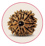 Eleven Mukhi Rudraksha