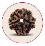 Five Mukhi Rudraksha