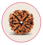 Four Mukhi Rudraksha