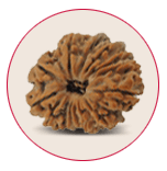 Fourteen Mukhi Rudraksha