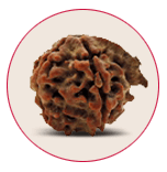 Ganesh Rudraksha