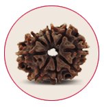 Nine Mukhi Rudraksha