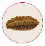 One Mukhi Rudraksha