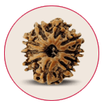 Ten Mukhi Rudraksha