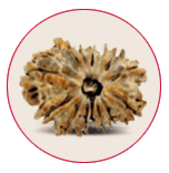 Thirteen Mukhi Rudraksha