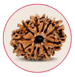 Twelve Mukhi Rudraksha
