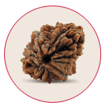Two Mukhi Rudraksha